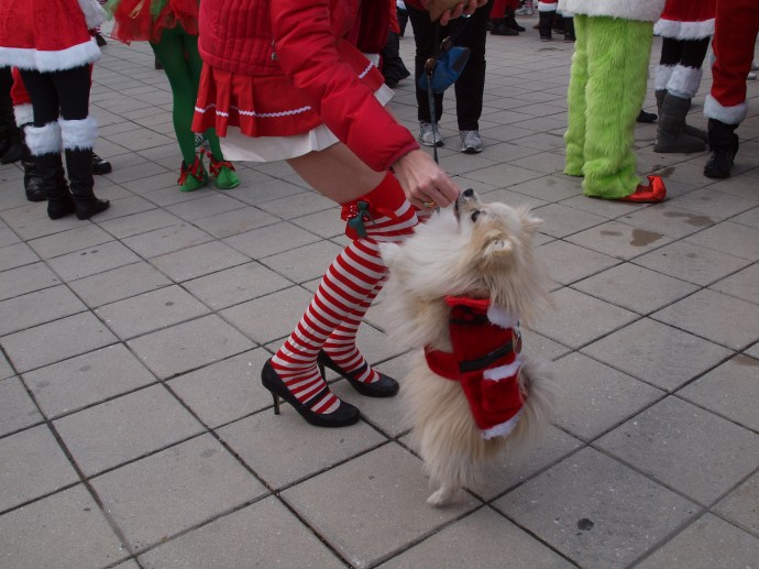 How cute is this Santacon dog?