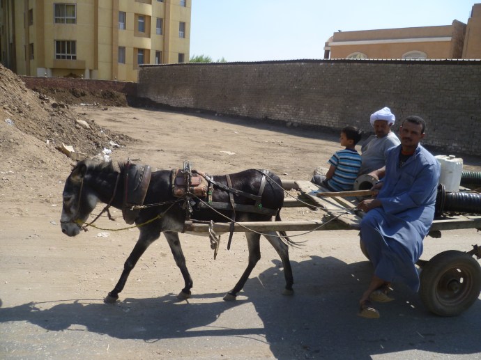 In Egypt it's common to see donkeys used as basic transportation.
