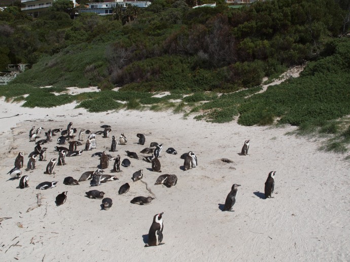 Did you think penguins only live on ice and snow? Here are some African penguins on Boulders Beach in Cape Town.