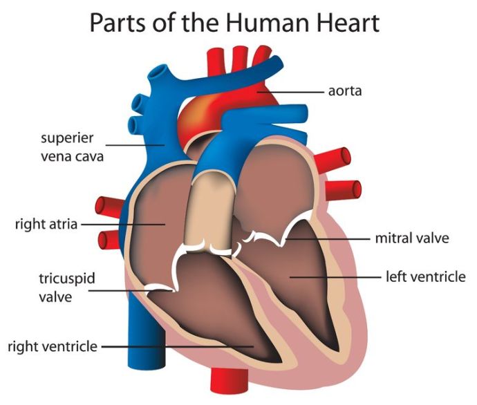 The mitral valve -- the part of my heart that has malfunctioned -- can be seen on the right of this diagram.