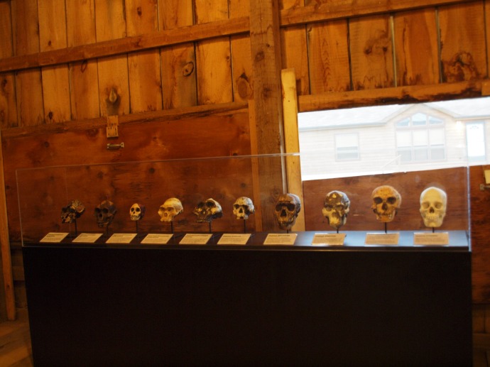 Replicas of the skulls of hominid species that preceded homo sapiens.