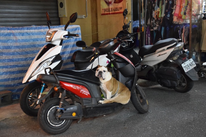 A dog guarding its human companion's motorcycle while said human shops at the night market.